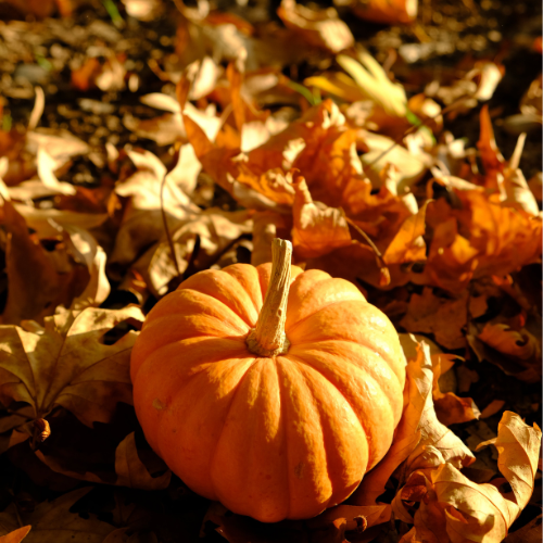 wildwachs Herbstkollektion